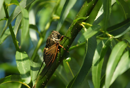 【大（dà）暑（shǔ）】尋靜賞盛夏，蓄力前（qián）行